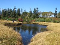 ニセコ神仙沼湿地 (28)